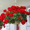 Weatherproof Geraniums | Lifelike Red Faux Flowers for All-Season Outdoor Use & Indoor Decor - Perfect Garden, Patio, and Home Centerpiece
