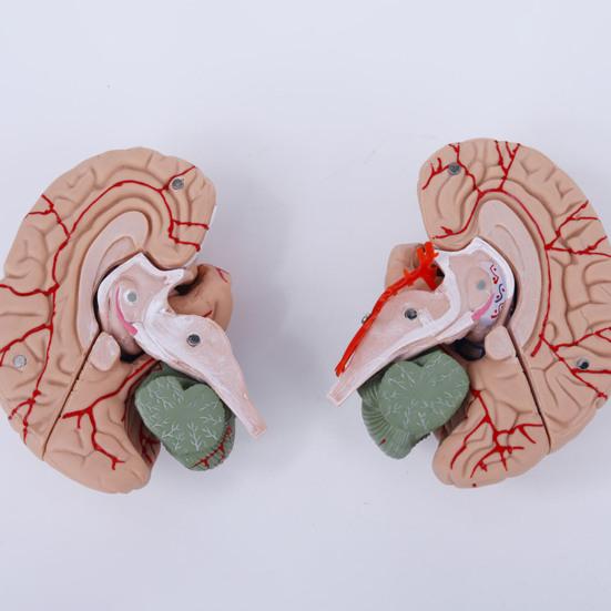 Menschliches Gehirnmodell Simulation 8-teilig PVC Lebensgroß Anatomie Lehrmittel für Klassenzimmer