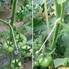 9.5/13/16cm Tomato Support J Shaped Ear Hook Clip Garden Vegetable Grape Vine Fastener Buckle Prevent Fruit Cluster Falling 50Pcs