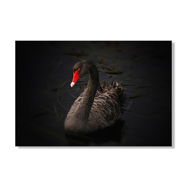 

Черный лебедь Холст Искусство Плакат Лебедь Современная Картина Печать Настенное Искусство Эстетика Холст Картина Гостиная Домашнее Украшение Cuadros 21x30cm No Framed