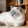 New pet products pet glasses lensless cat glasses dog glasses pet accessories decoration