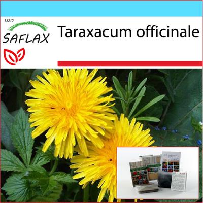 Zestaw Prezentowy - Mniszek Lekarski - 200 nasion - Z pudełkiem prezentowym, kartką, etykietą i podłożem do sadzenia - Taraxacum officinale