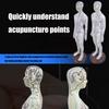 Human Acupuncture Model with Meridian Points Male Acupuncture Model Female Acupuncture Model with Numbered Chinese Point