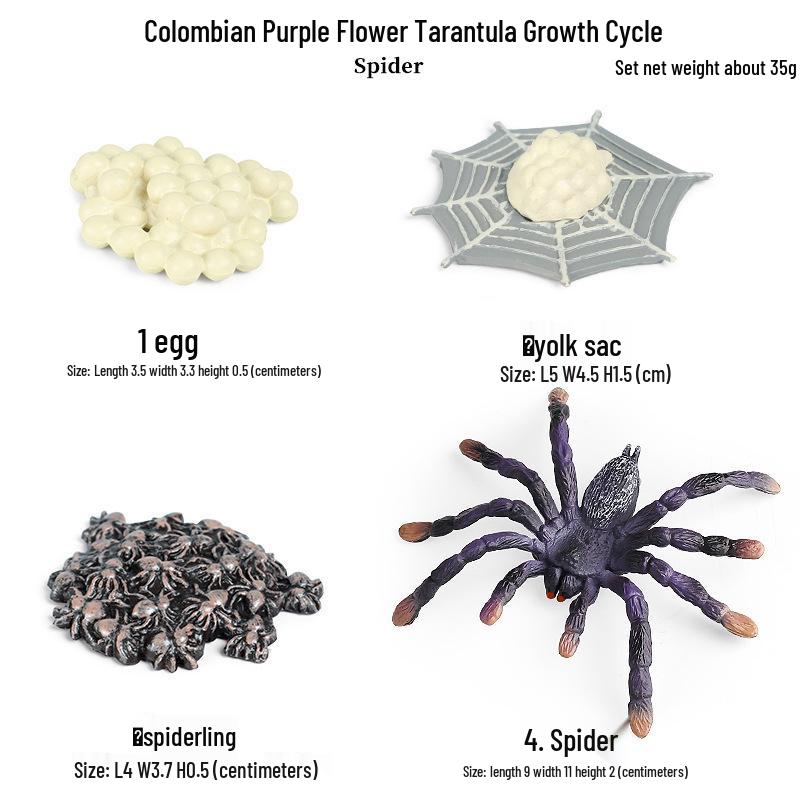 Pediatric Learning Model: Plastic Animal Growth Cycles - Frog, Butterfly, Rooster, Sea Turtle, Chinese Horseshoe Crab