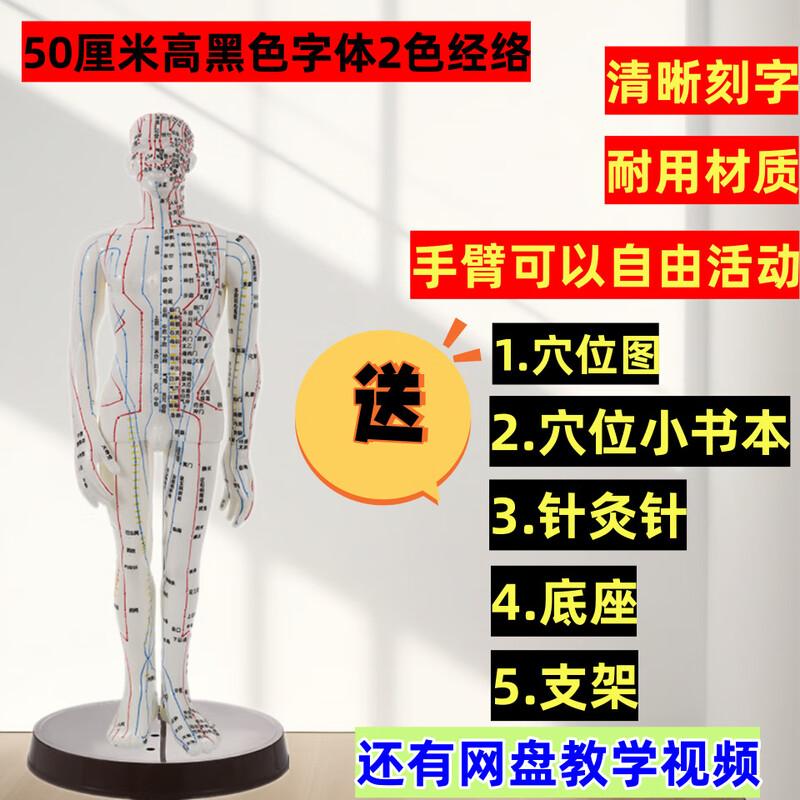 Moufu Acupuncture Meridian Human Body Model