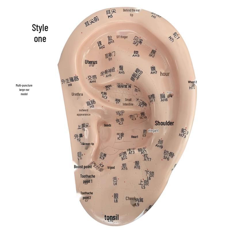 

Очень большая 40 см модель ушной акупунктурной точки со стендом для обучения рефлексогенным зонам и меридианам