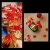 LEGO Botanicals 10348 Bonsaï d’Érable Rouge du Japon - Kit de Construction pour Adulte