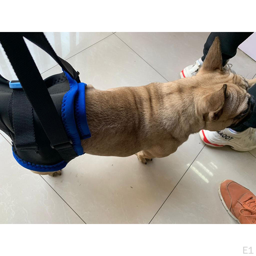 disabled dog harness