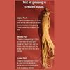 PNBG Pungnyeonbogam 6-Year Korean Red Ginseng Today Good Time Gold Stick (6 Options)