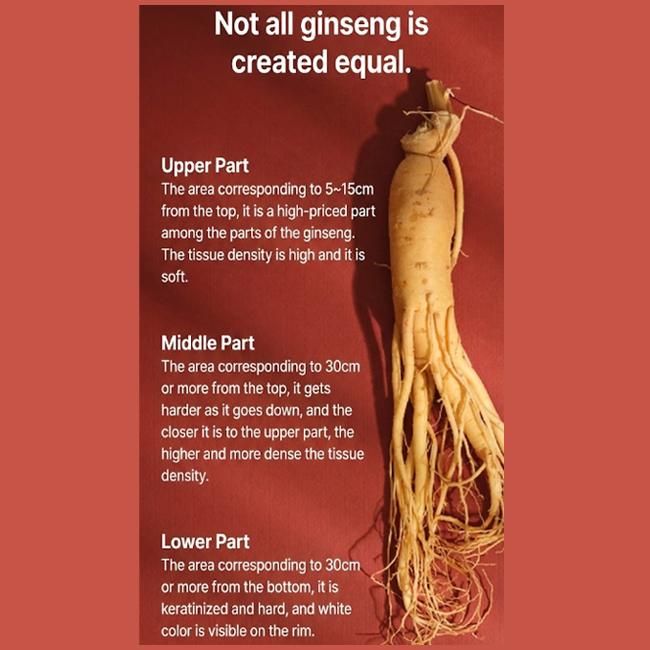 PNBG Pungnyeonbogam 6-Year Korean Red Ginseng Today Good Time Gold Stick (6 Options)