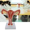 Anatomical Female Reproductive Organs Model for Demonstration Female Genital And Ovary Anatomy Model Teaching Tool
