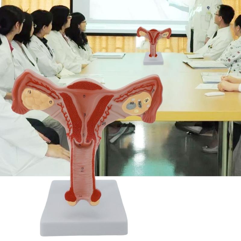 Anatomical Female Reproductive Organs Model for Demonstration Female Genital And Ovary Anatomy Model Teaching Tool