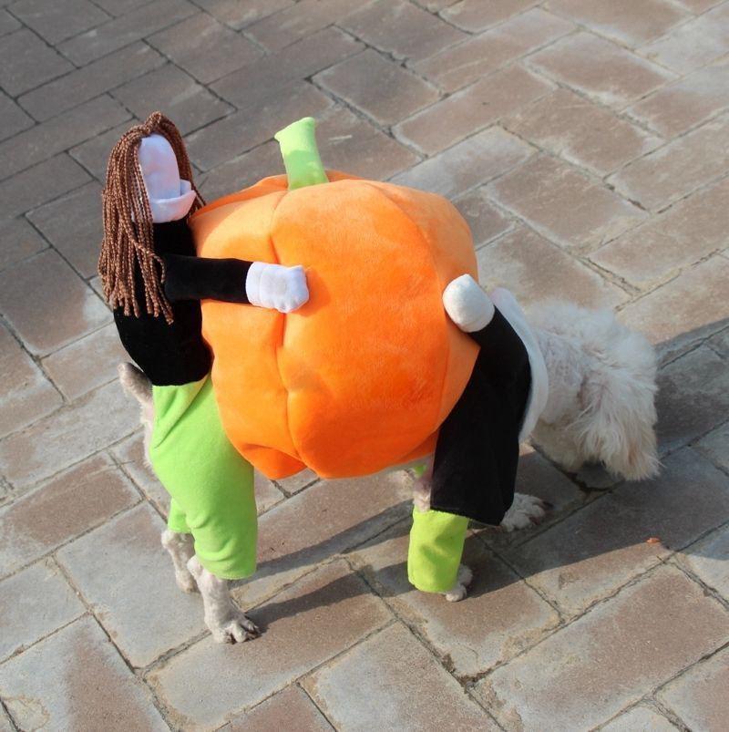 Adorable Velvet Pumpkin Costume For Pets Cute And Cozy Halloween Outfit