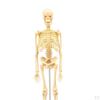 Body Anatomy Model with Looking Bones And Movement for , Children Education