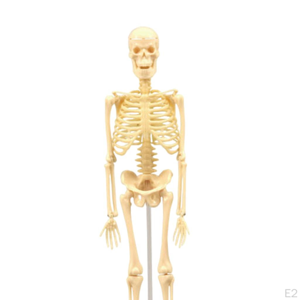 Body Anatomy Model with Looking Bones And Movement for , Children Education