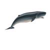 Collcta Dwarf Sperm Whale Wide X Long 15.2cm 3.8cm