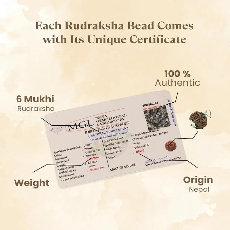 Astrotalk Nepal Origin 6 Mukhi Rudraksha | Boost Focus & Confidence | 108 Hours Energized by Top Astrologers | Mental Cl