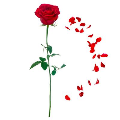 [R1819] - Planche de stickers 'Rose Rouge' rouge vert - 20x70 cm