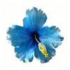 Fiori Artificiali Fiore di Ibisco Fermaglio per Capelli Non Danneggia i Capelli Stile Boemo Fermaglio per Frangia Foto Spiaggia Viaggio Clip Laterale