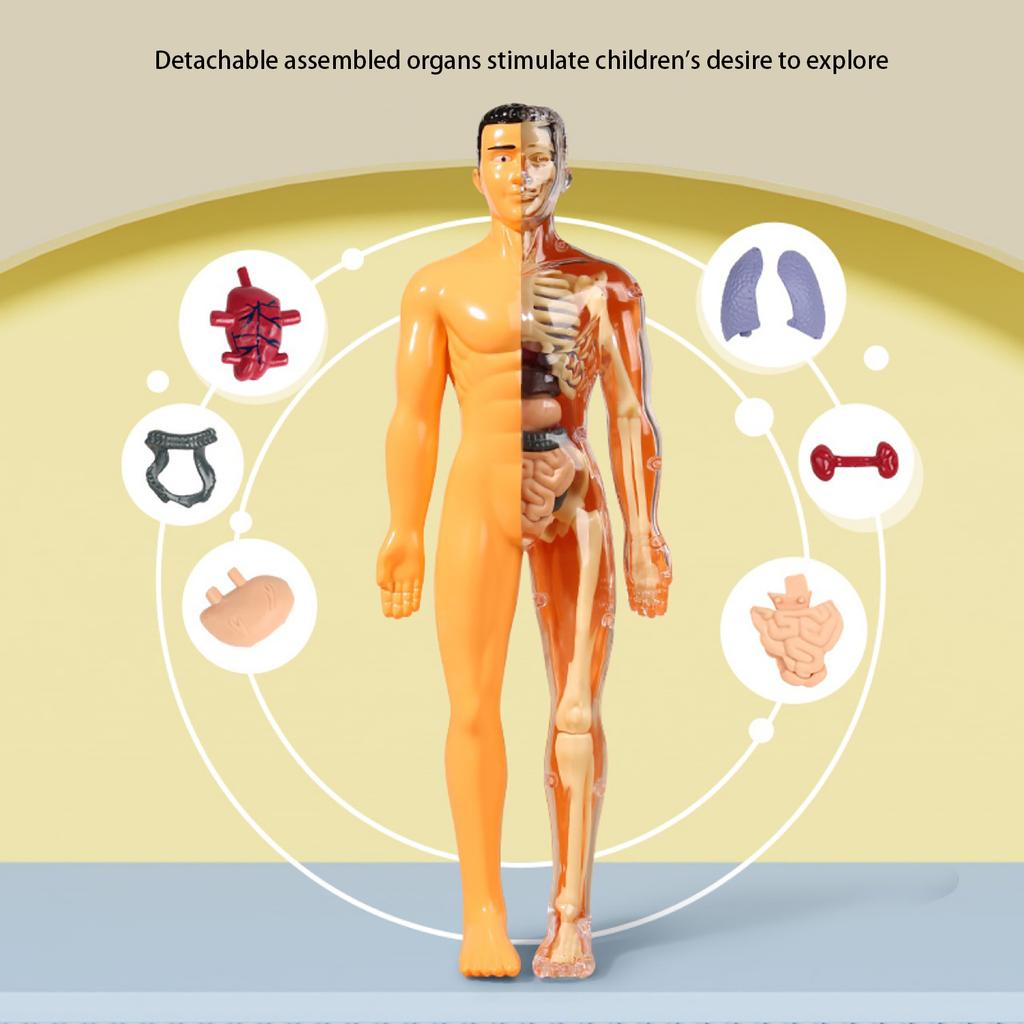 Children's STEM Cognitive Educational Toy, Detachable and Assembled, Full Body Skeletal Model, Puzzle Early Education Toy