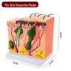 50x Magnified Human Skin Tissue Anatomical Model for Medical and Beauty Training
