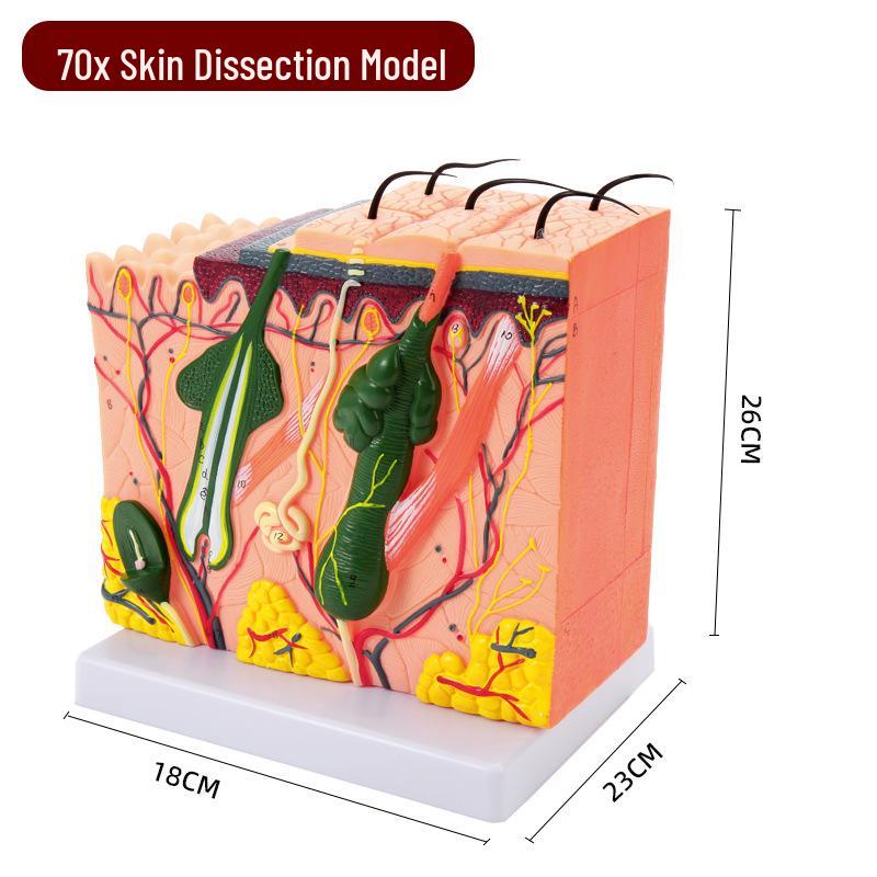 50x Magnified Human Skin Tissue Anatomical Model for Medical and Beauty Training