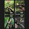 Baolian Labor-Saving Pruning Shears: Multifunctional Garden, Floral, and Fruit Tree Tools for Coarse Branches