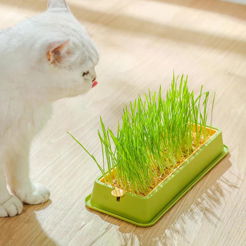 1Pcs Pet Cat Grass Sprout Dish Growing Pot Hydroponic Plant Cat Snacks Germination Digestion Starter Dish Greenhouse Grow Box