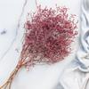 Zatrwian Szerokolistny Essiccato - Limonium Latifolium - Colorato - Rosa