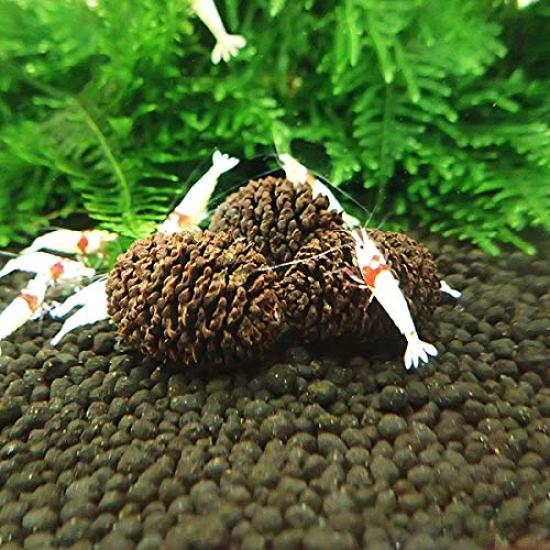 

Яшабуши, вымоченный в высокой концентрации фульвокислоты, идеально подходит для креветок-пчел, образец в комплекте [Искушение Негро] фрукт, (30 штук) Корм