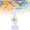 Anatomical Shape Knee Bone Model PVC Functional Knee Ligament Model  Doctor Consultation