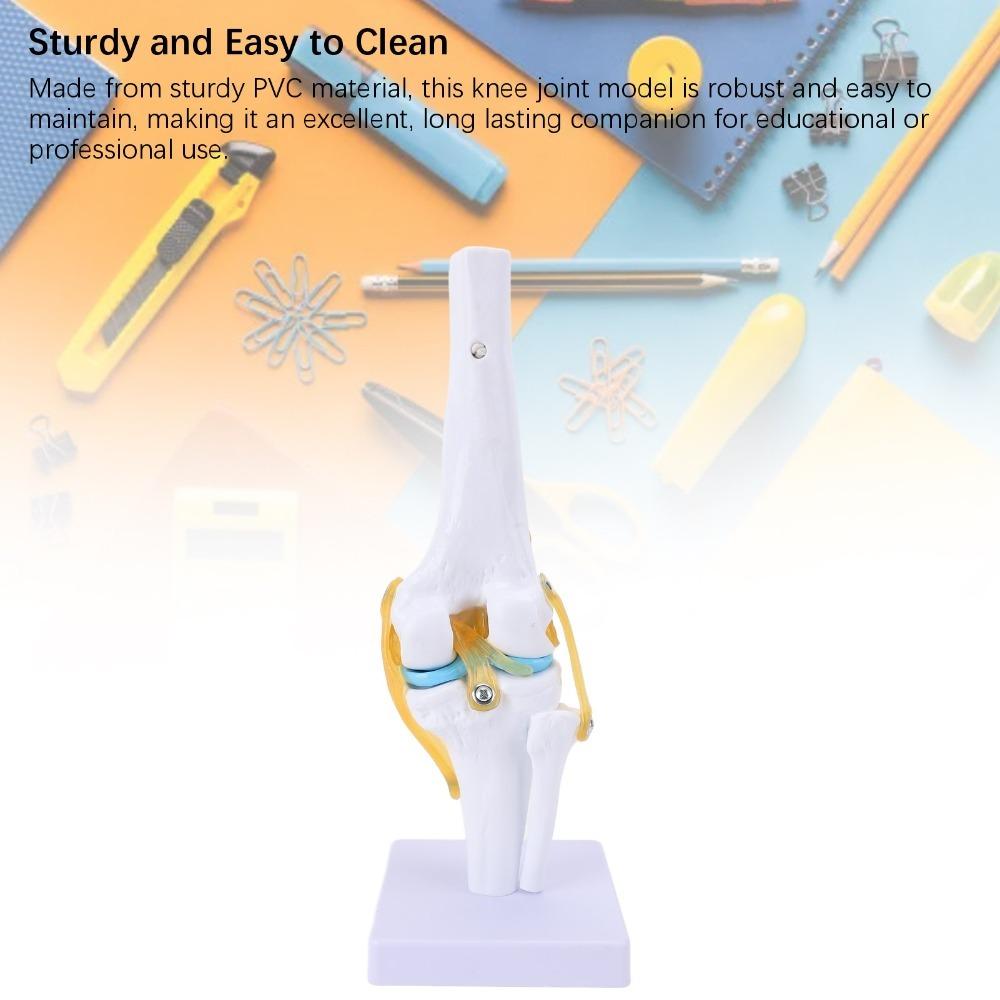 Anatomical Shape Knee Bone Model PVC Functional Knee Ligament Model Doctor Consultation