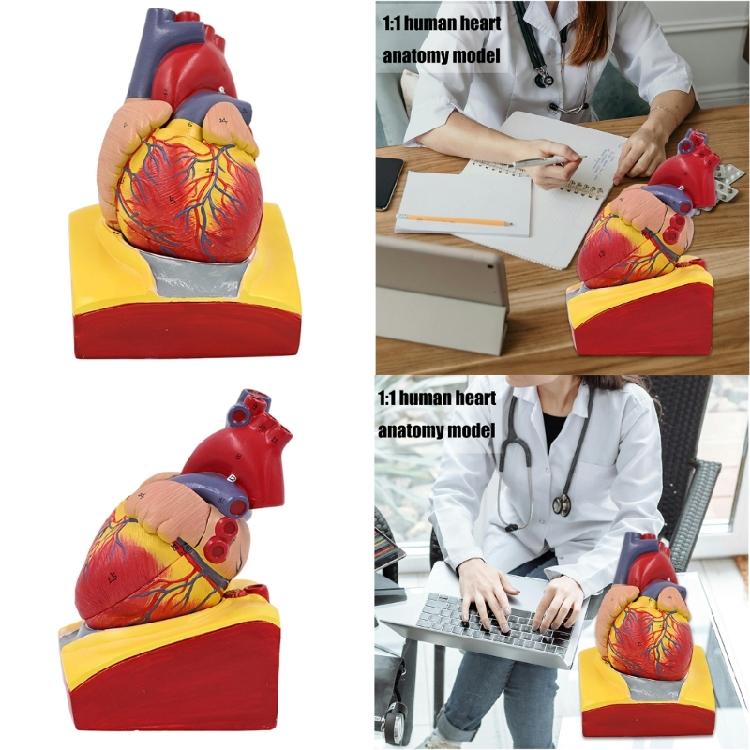 Modello Cuore Umano Modello Anatomico Cuore Umano Facile da Usare Ausilio Didattico Medico Numero Modello Cuore Medico