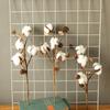 Decorazione floreale per la casa con stelo di cotone artificiale naturalmente essiccato