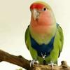 Cowboy Style Parrot Flying Harness Safety Bird Flight Suits Creative Parrot Outdoor Leashes  Travel