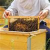 Packung mit 10 leichten, recycelbaren Kunststoff-Bienenstock-Substrukturböden, einfach zu handhaben für den mobilen Bienenstockbetrieb