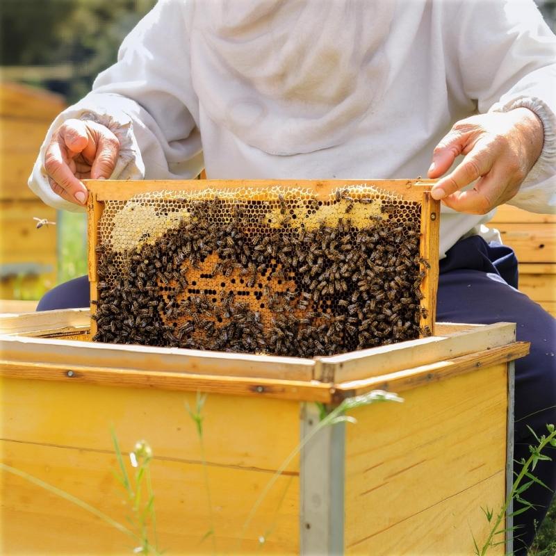 Packung mit 10 leichten, recycelbaren Kunststoff-Bienenstock-Substrukturböden, einfach zu handhaben für den mobilen Bienenstockbetrieb