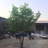 Large Indoor Artificial Banyan Tree for Landscaping and Decoration