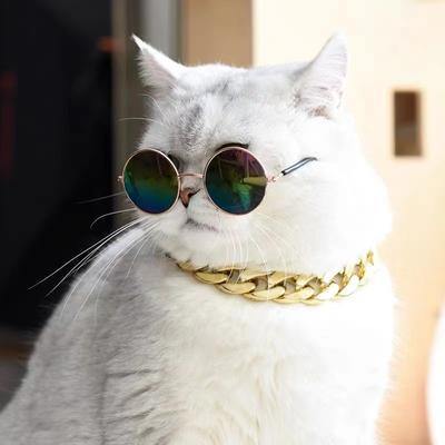 Gatos – Roupa para gatos