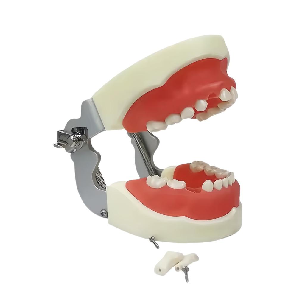 24Pcs Kids Dental Teeth Practice Model Pediatric Teaching Aids For Children Teeth Training Deciduous Tooth Model