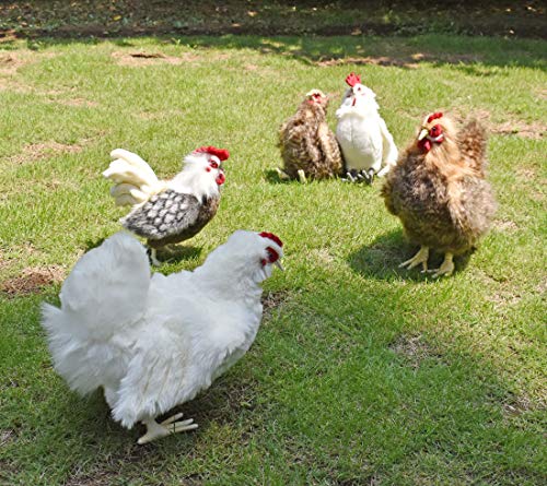 BH7222 HANSA Kohout 31