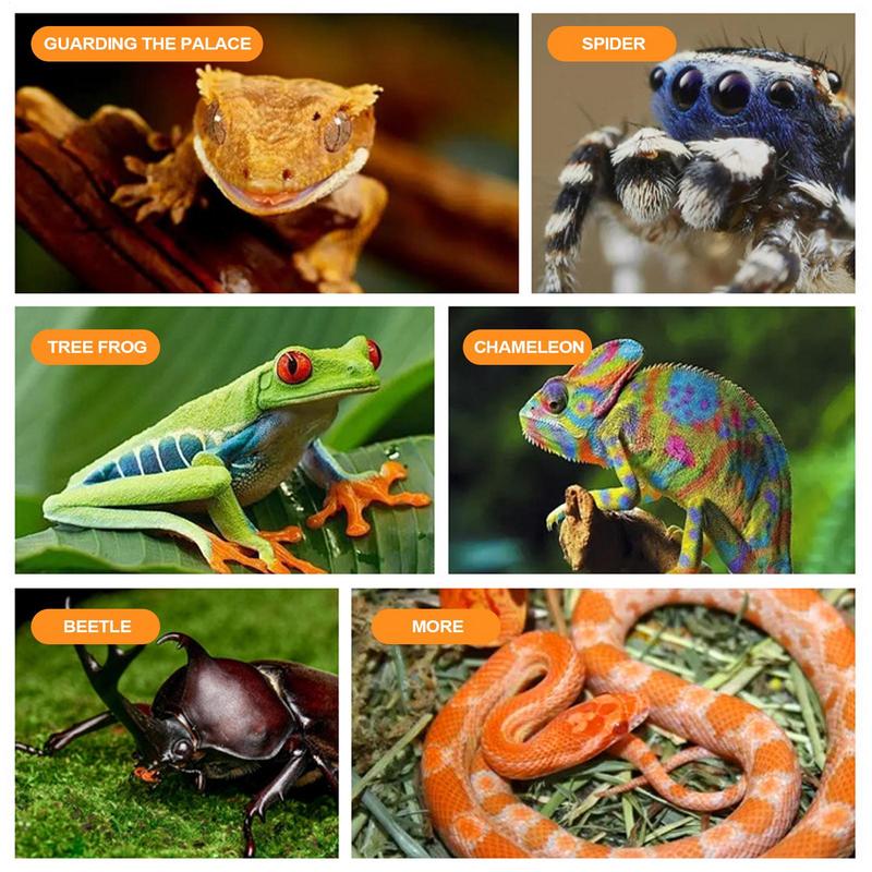 Food Dish For Reptiles Suction Cup Gecko Water Dish Lightweight Portable Reptile Feeder Bowl For Bearded Dragons Snake Frog