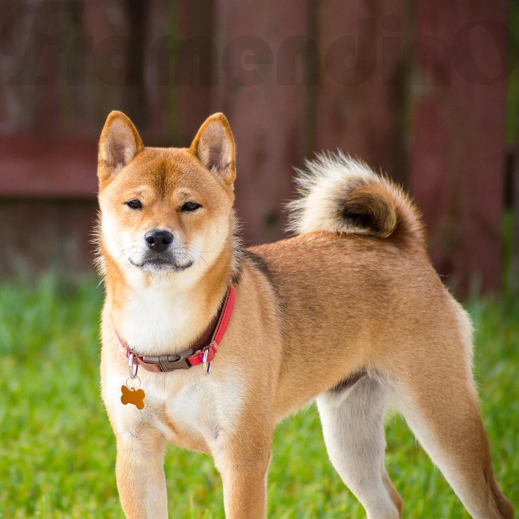 Framendino, 60 Pack Pet ID Tag Colorful Blank Double Sided Aluminum Charms for Dog Cat DIY Crafts Jewelry Making 10 Colors 3 Different Shapes