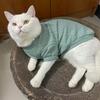 Spring Winter Sphynx Cat Clothes Warm Pet Knitting Sweater for Cats Gotas Dog Pullovers mascotas Clothing Costume katten kleding