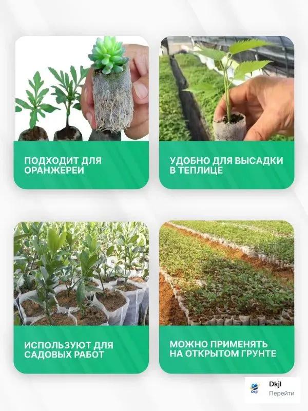 Clopotul de sticlă reutilizabil în formă de pătrat protejează plantele de înghețul și daunele păsărilor