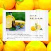Savex Stick Lip Balm (Yuzu) [Japan Only]