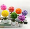 Bonsai Tree Ball: Small Potted Green Plant for Indoor Decoration and Dining Table Decor