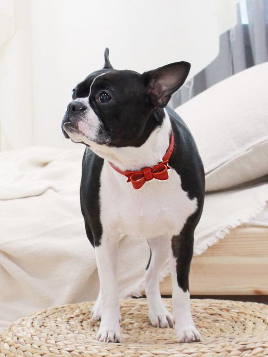 MAISON DE MIU Solid Mini Ribbon Collar - Red/Black Black