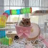 Breathable Hamster Hammock Bow Hanging Basket Bed Guinea Pig Hideout  Small Animal Habitat