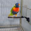 Parrot Perch Stand with Suction Cup Relieve Boredom Natural Wood Birds Toy for Cockatoo Macaw Parakeet